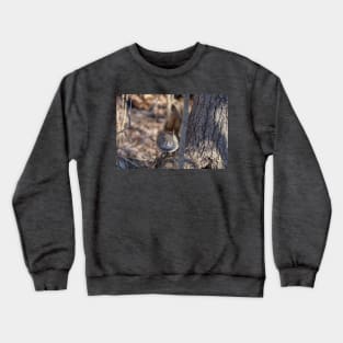 Cute Squirrel Crewneck Sweatshirt